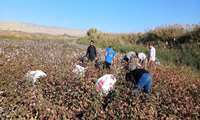 بازدید امام جمعه شهرستان به همراه مسئولین از فعالیت گروه جهادی جمع‌آوری پنبه در روستای آغجه 